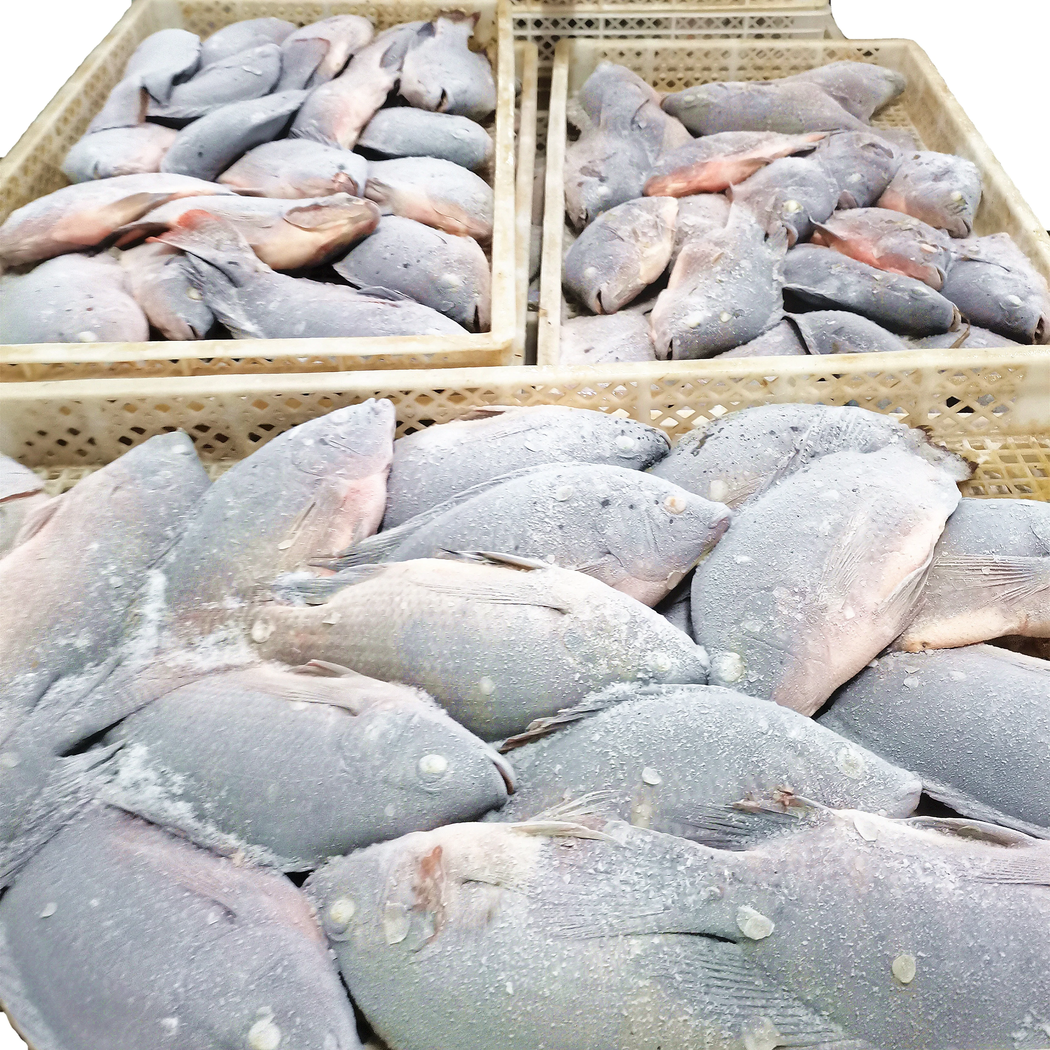 live fish tilapia wholesale frozen whole round black tilapia fish