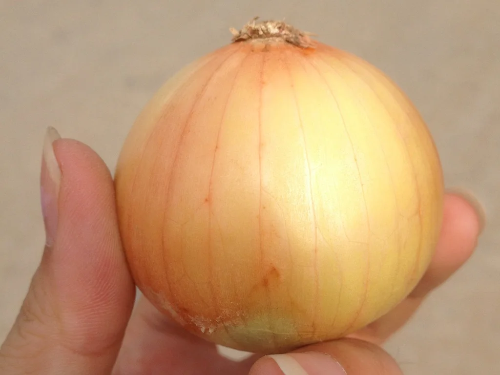 2024 Factory Direct Sale Onion 9-11cm Red Yellow for