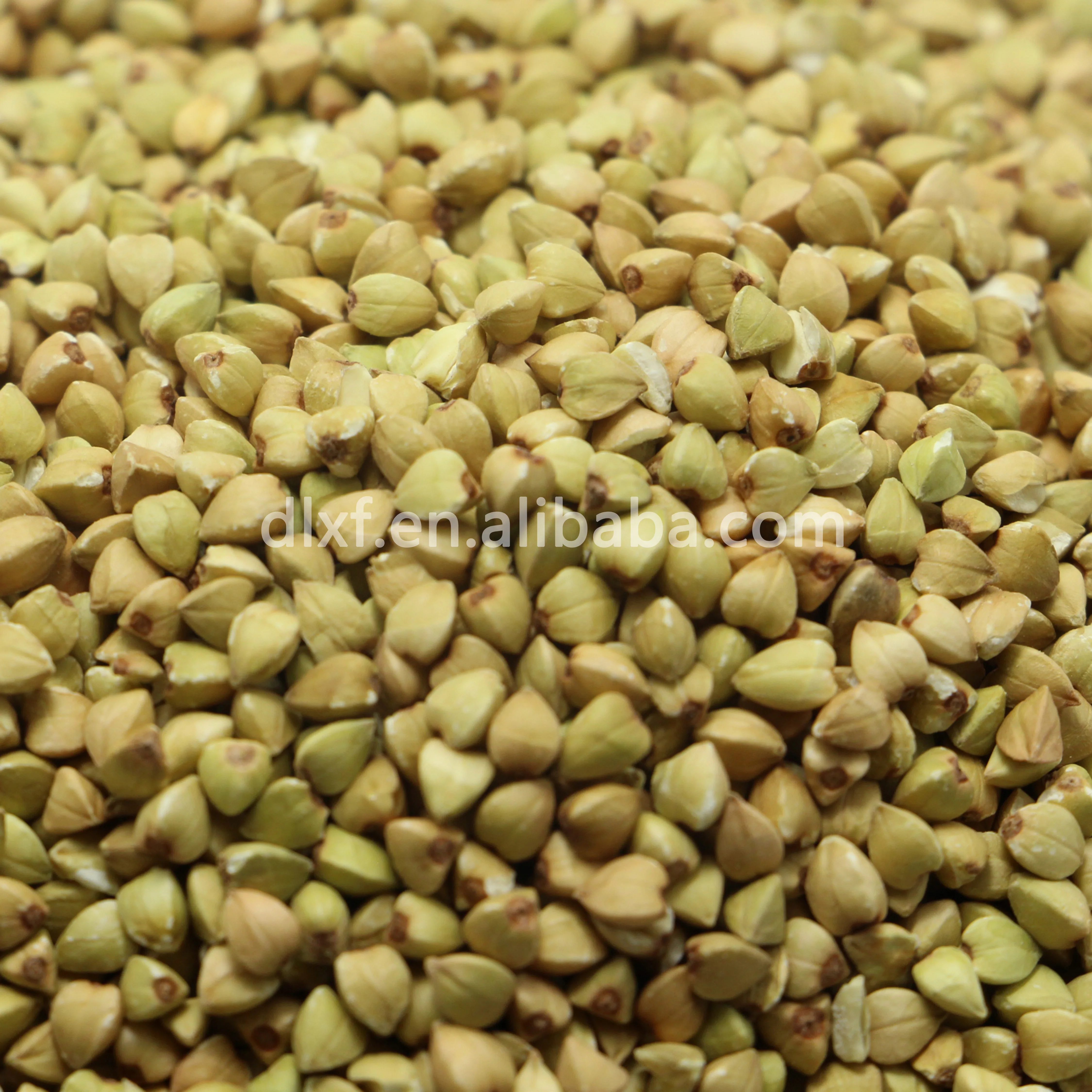 
 Халд гречиха  