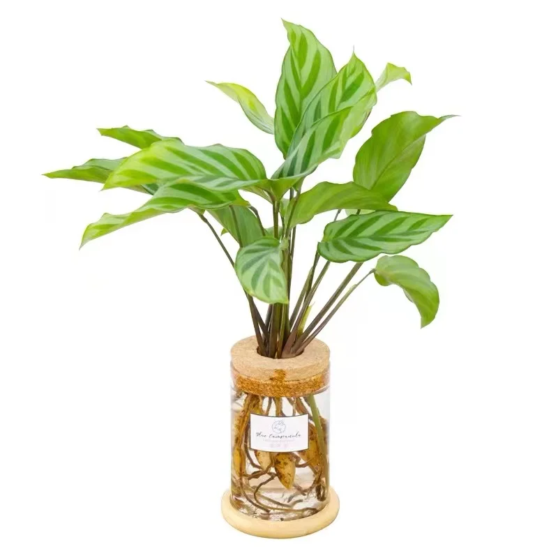 High-quality borosilicate glass Flower jars with perforated cork  for Hydroponic Plants