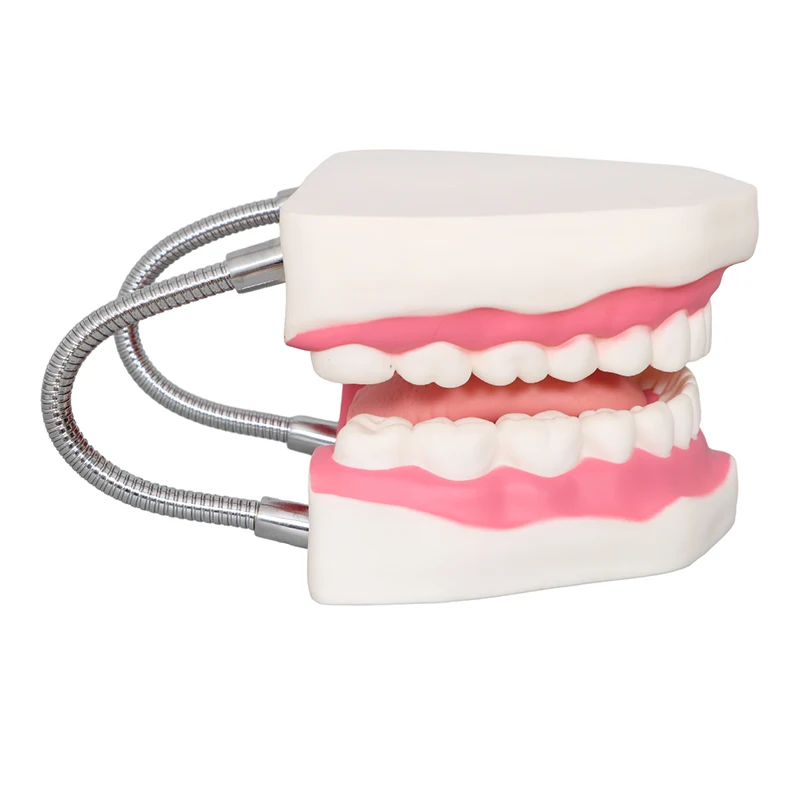 Factory Dental Demonstration Models, Teeth Care Model With Brush Teaching resources