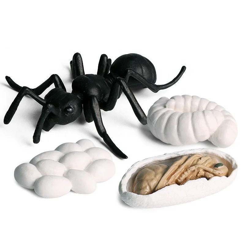 Kids Educational Toy Plastic Animal  Butterfly Ant Frog Turtle Life Hatch Insect Poultry Growth Cycle