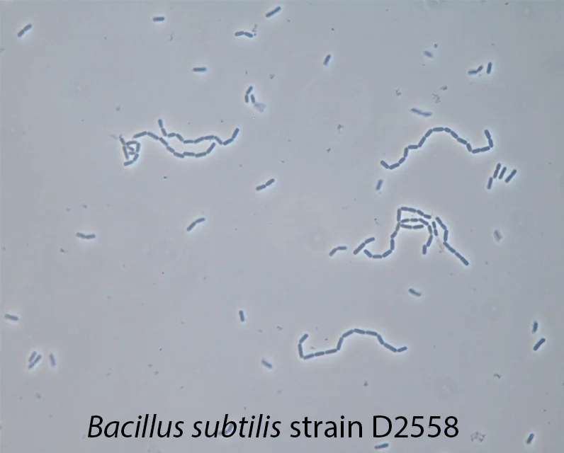 Subtilis Spores Products Biologics Bacillus Amyloliquefaciens