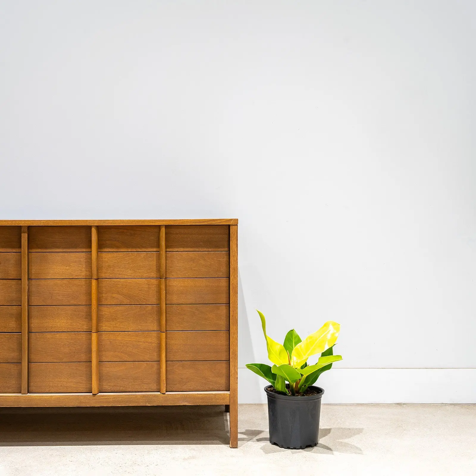 
Wholesale air purify Philodendron Moonlight tropic natural plants for sale indoor and outdoor decor 