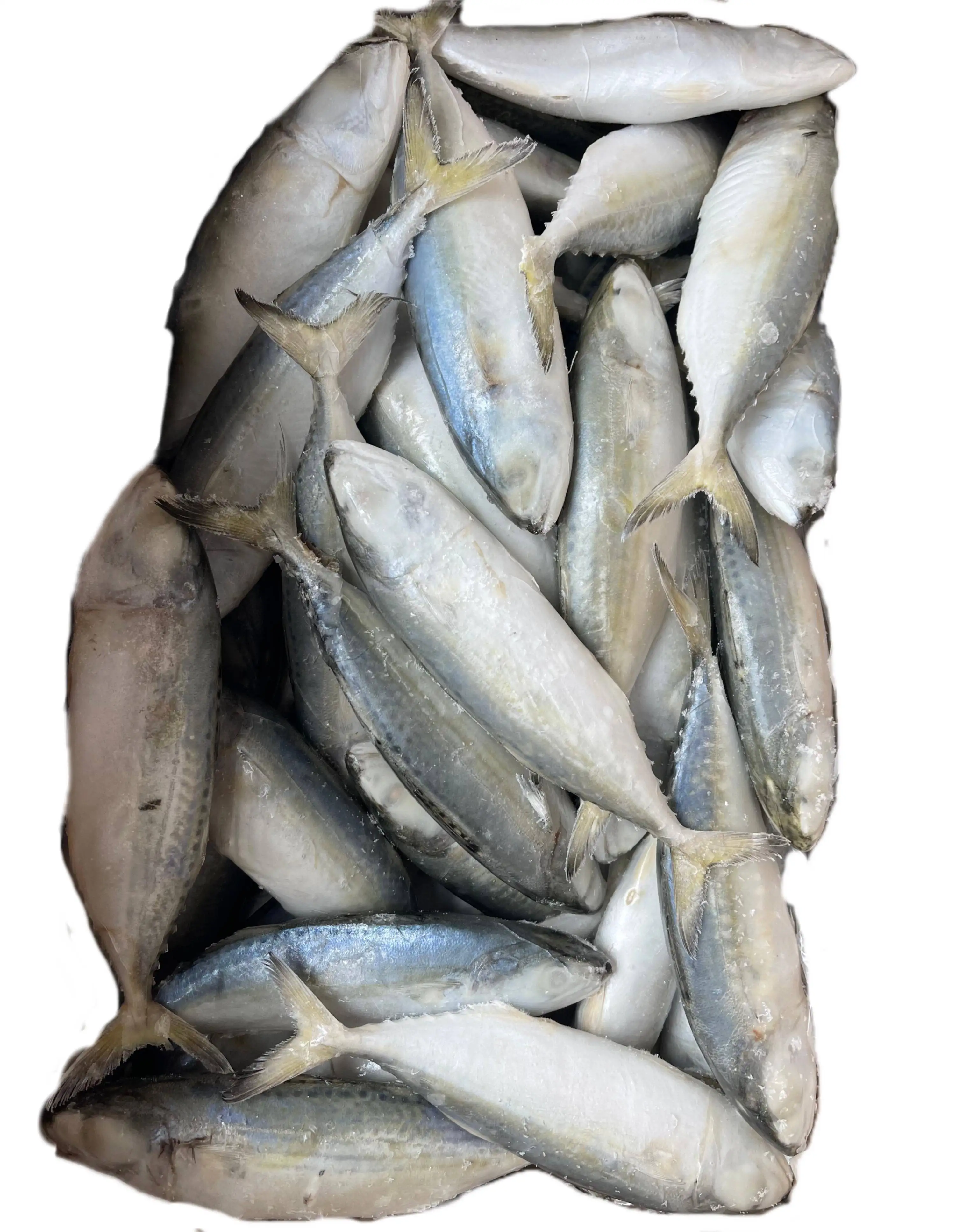 Hot Selling Cheap Price Sea Frozen Fresh Seafood Short Body Mackerel Fish Indian Mackerel