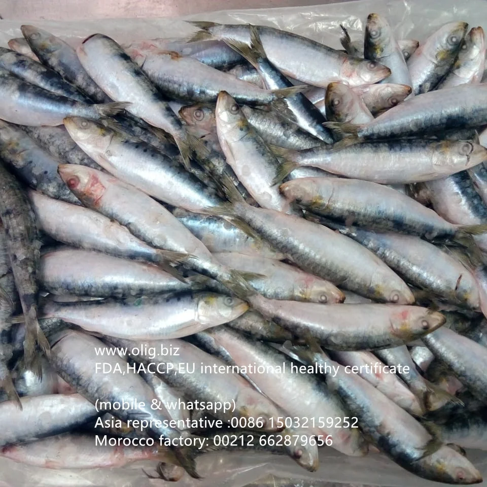 frozen sardine