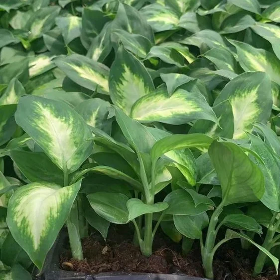 Завод рассады культура тканей растений рассады Evergreen