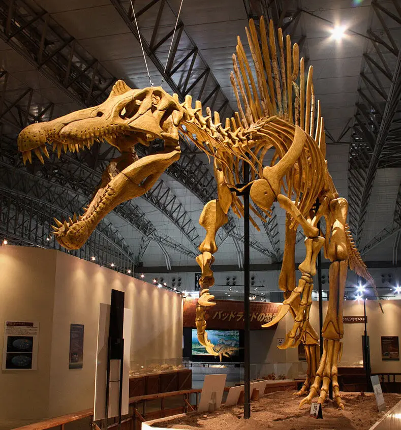 My Dino D01 Museum Quality Skeleton Model Of Dinosaur Spinosaurus Fossil