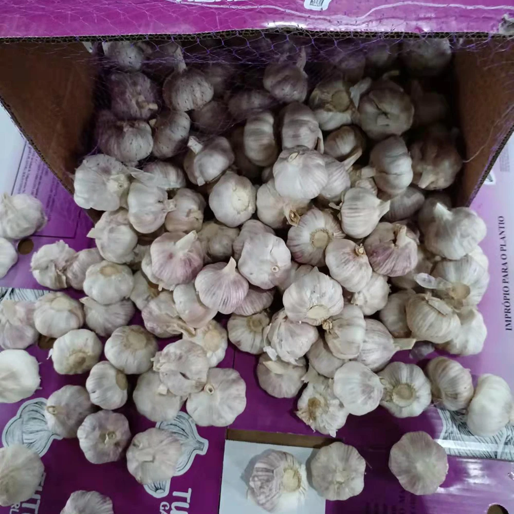 Hot Sale Chinese New Fresh Pure White Garlic