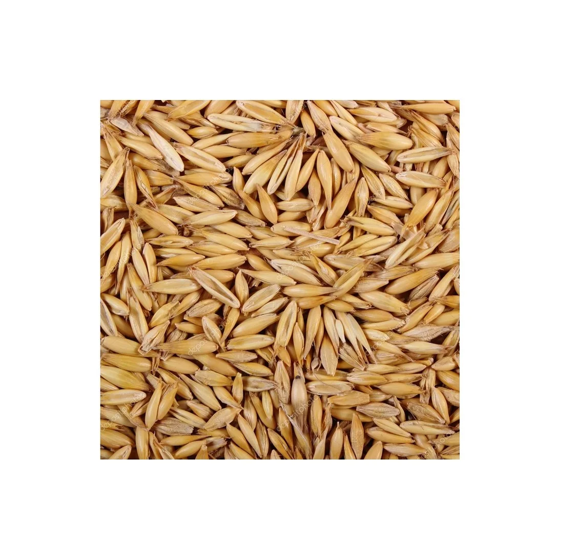 
High Quality Ukraine Original yellow bulk import oats for sale 