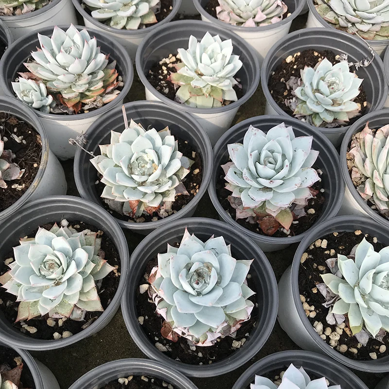 
Pink Bluebird seal Live succulent plants natural indoor for desk China plant farm 