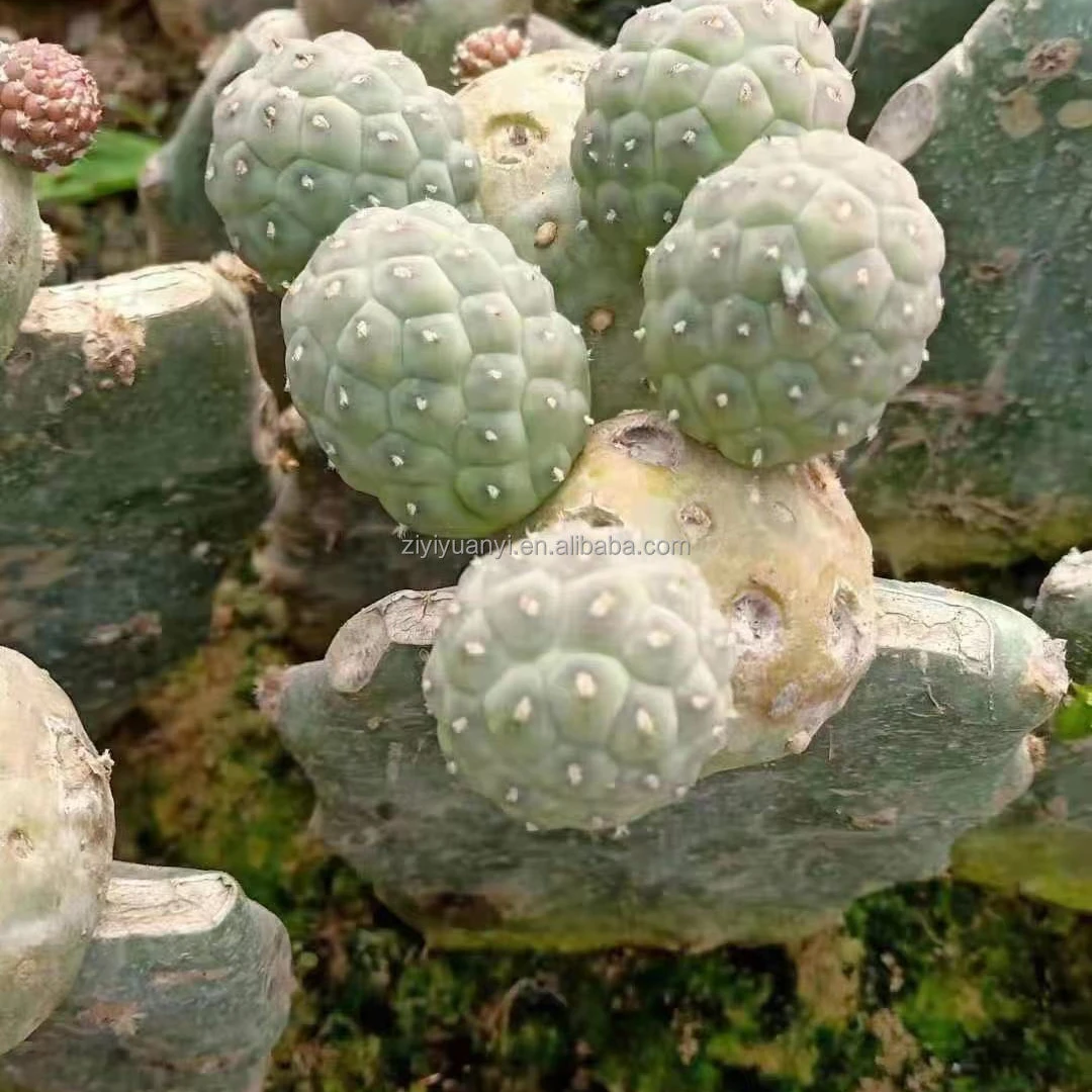 Wholesale Natural cactus live plants Tephrocactus geometricus nursery plant decoration woody plant
