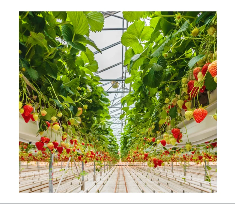 Hydroponic Strawberries Modern Strawberry Cultivation Technology Excellent Hydroponic Strawberries Farming in Greenhouse