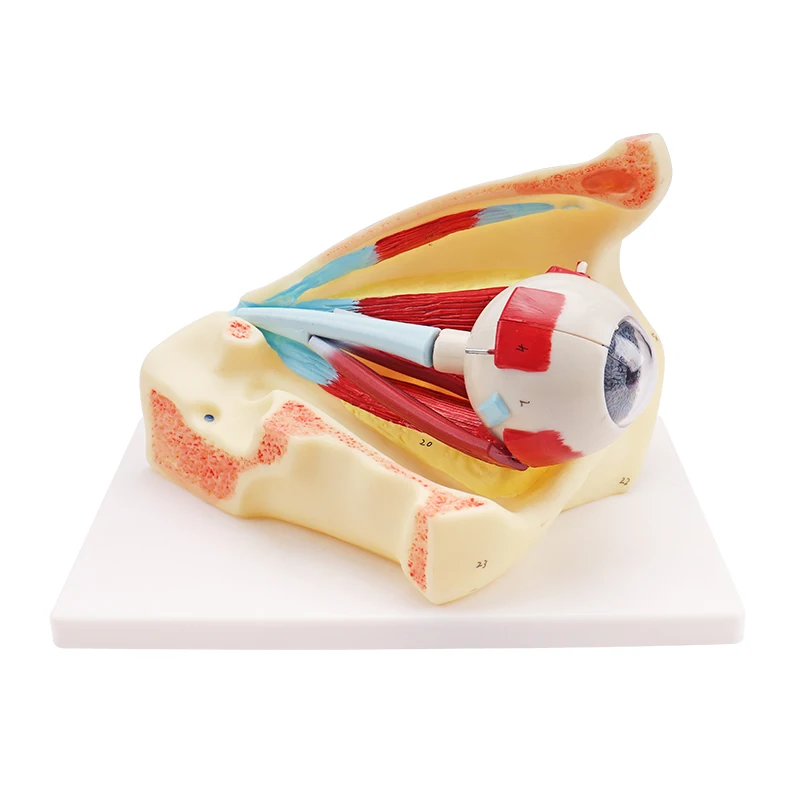 Medical Science Human Anatomical Simulation Structural PVC Eyeball Model Anatomical Model Eye Model