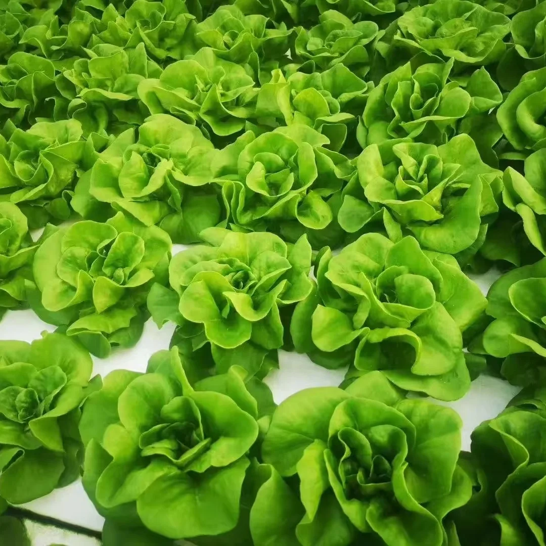 Square 100*50mm Openable PVC Trough NFT Channel Hydroponic Growing System Manufacturer