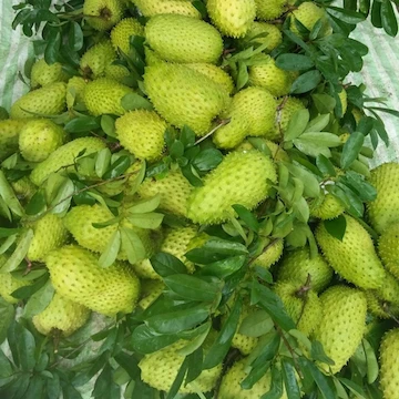 Фрукты Soursop для лечения рака.