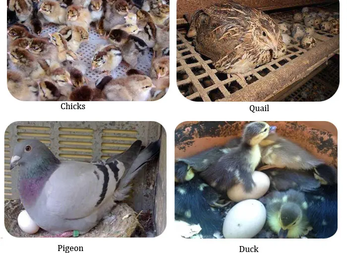 Small Farm Chicken Thermometer Hygrometer Poultry Small Egg Incubator Price Incubadoraor 1056 Eggs