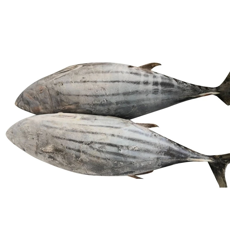 
skipjack tuna frozen for fish fillet IQF tuna block Frozen Seafoods Raw Material Skipjack Tuna for Japan 