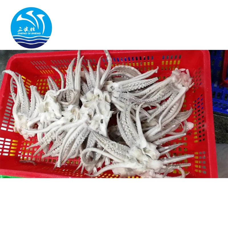 Замороженный иллекс кальмар тентентакль и кальмар на продажу