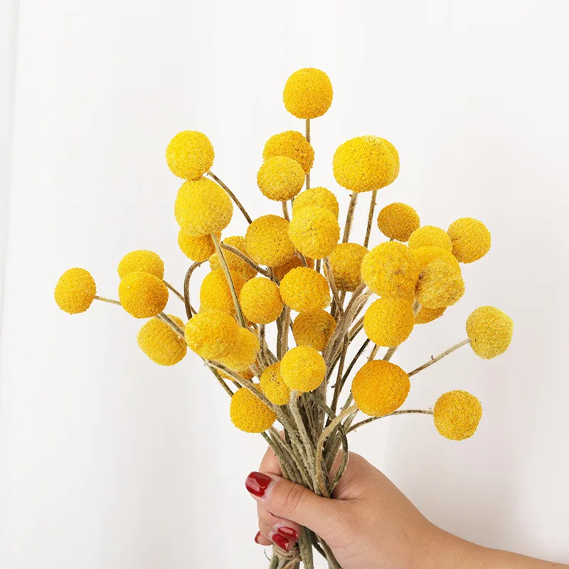 Hot selling products 2022 preserved craspedia billy balls dried flowers and plants