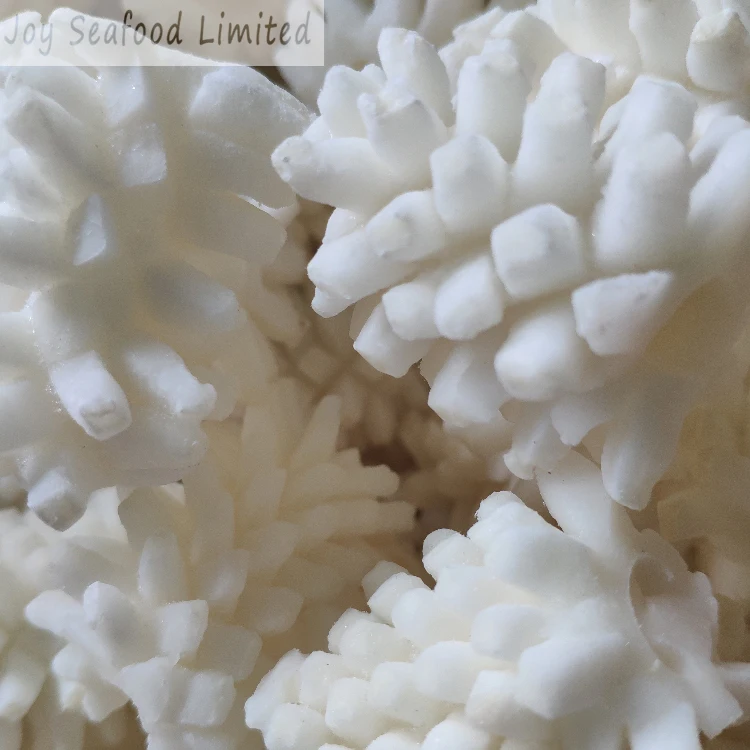 Frozen giant squid Equator squid flower cut