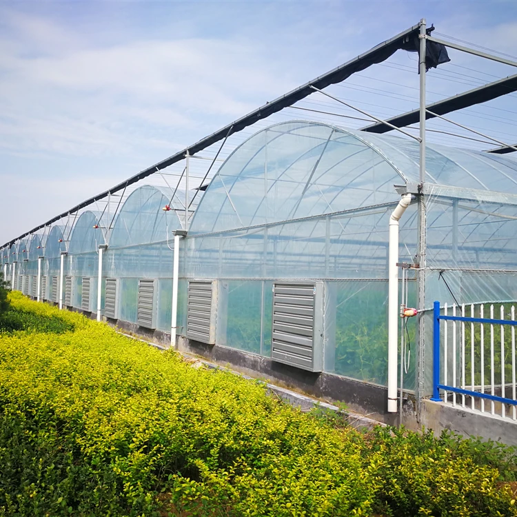 Greenhouse Greenhouse Low cost agricultural hydroponics multi span film greenhouse for sale