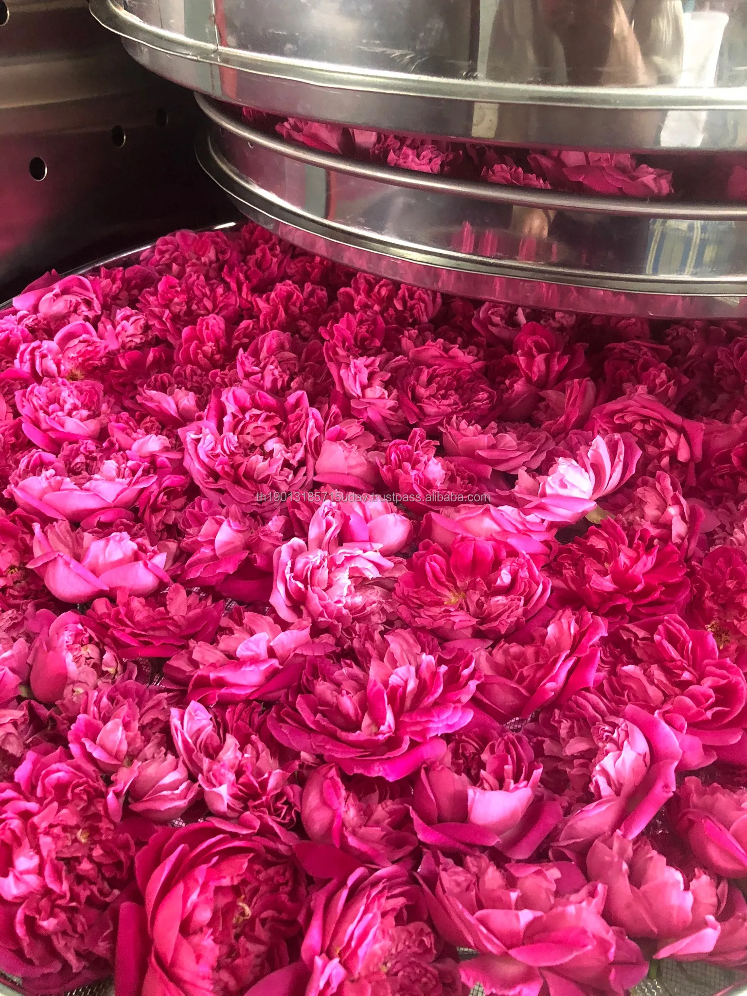 Premium Organic Rose Tea from Thailand Blooming Tea Health Care Relieve Stress Easy Drink