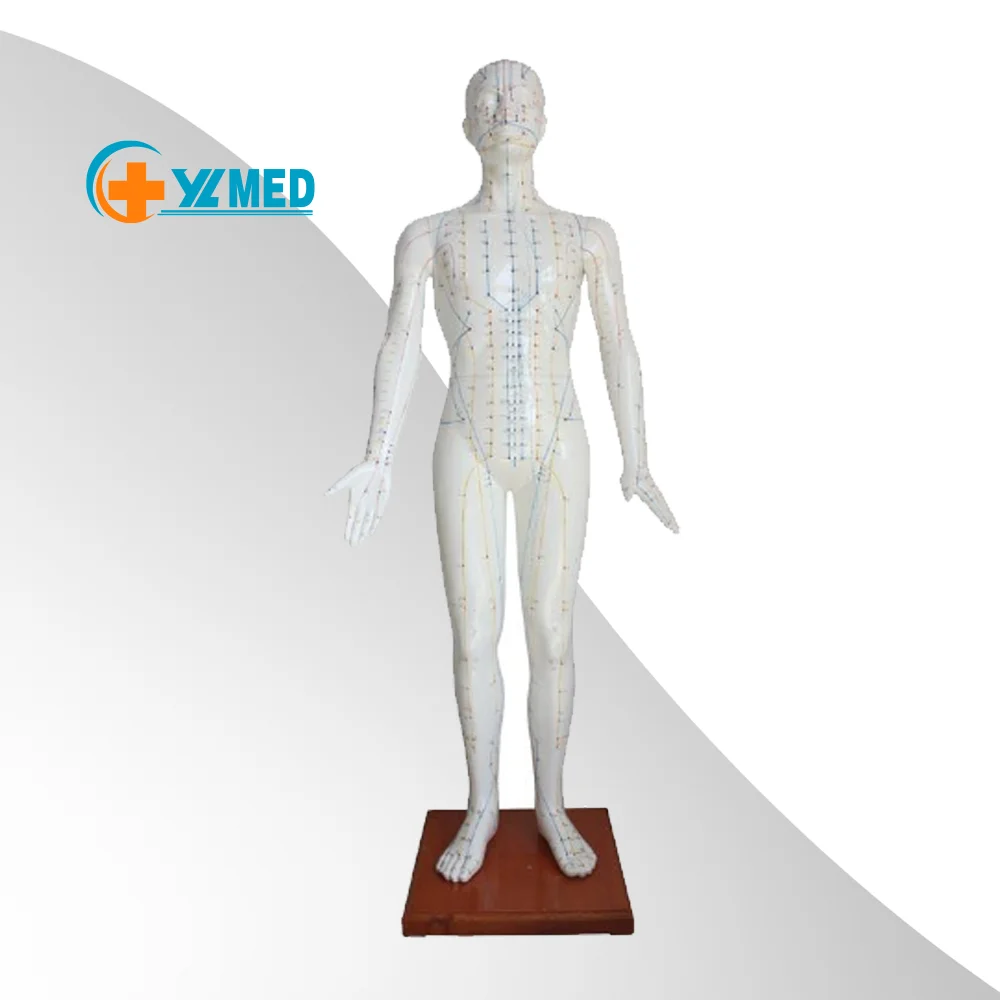 Medical science Teaching resources and equipment Half muscle acupuncture model PVC material 60 cm male acupuncture model