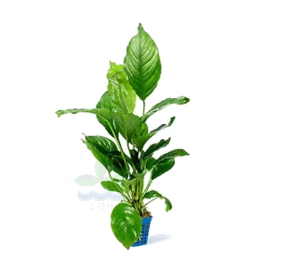 Anubias barter var. Миниатюрные аквариумные растения для украшения цветов аквариумное украшение с маленькой или большой квадратной чашкой