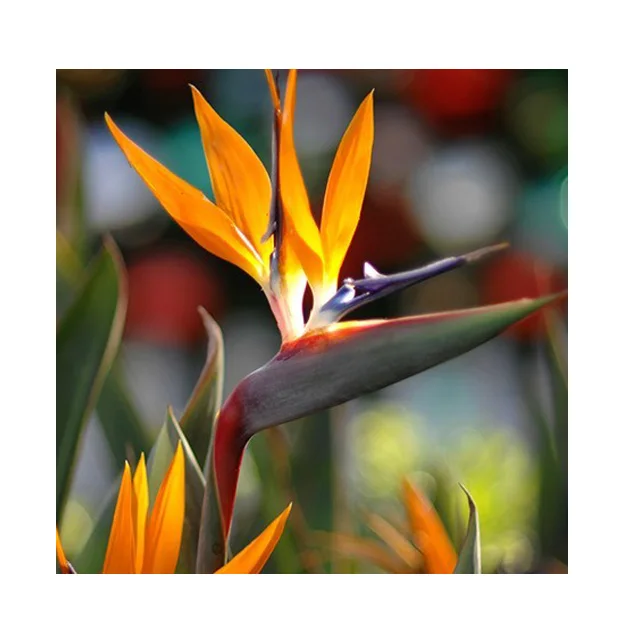 
Таиланд, птица рая, свежий вырезанный цветок, экзотическое растение 