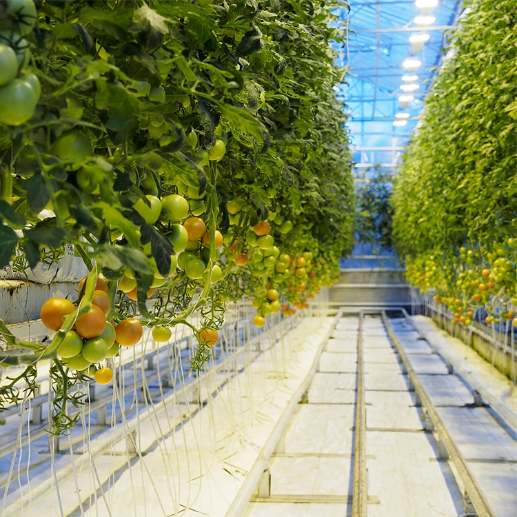 Galvanized steel Frame Single span PE Film greenhouse for Agriculture Low cost Tunnel fruits plant
