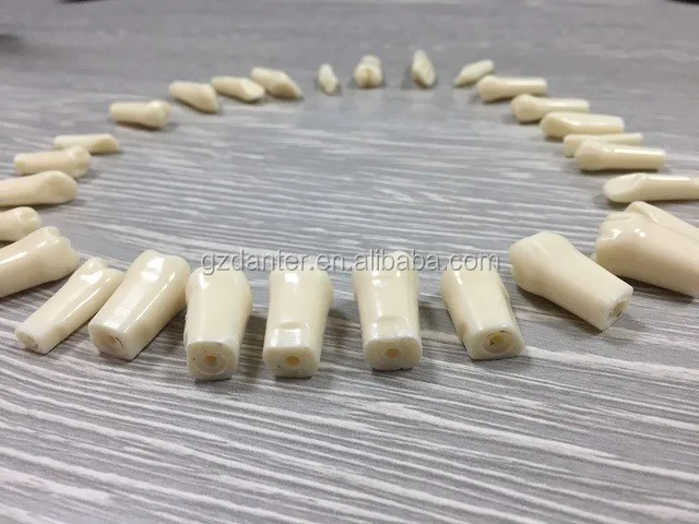 High quality practice teeth model 28 or 32 replacement tooth for practicing