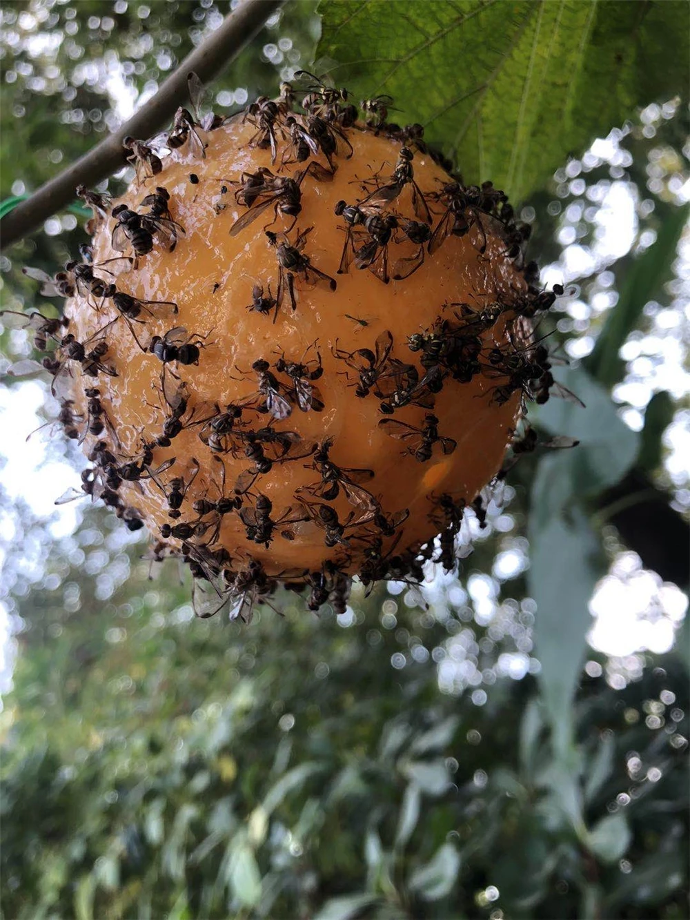 Outdoor Disposable Hanging Fly Trap ball Fruit Fly Catcher Sticky FLY Trap
