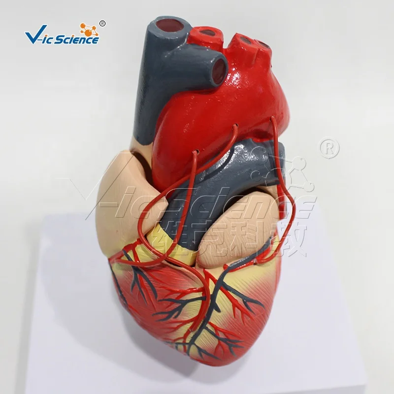 A heart bypass model 4d anatomical assembly model of human organs anatomical human model