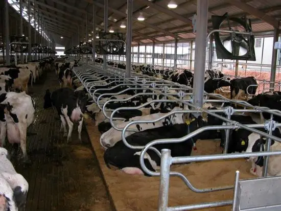 Dairy Cattle Farm Livestock Farming Equipment Cow Horse Free Project Cow Stall Panels for Sale Cattle Free Stall