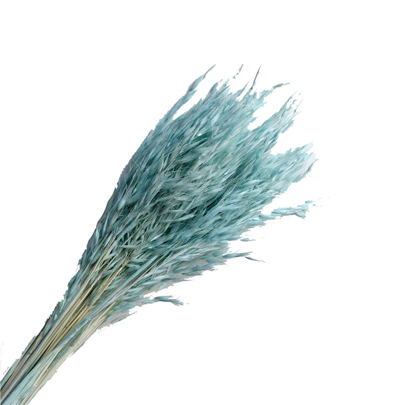 natural plant Oats real Avena Sativa bundle dried decorative flower for vase of house