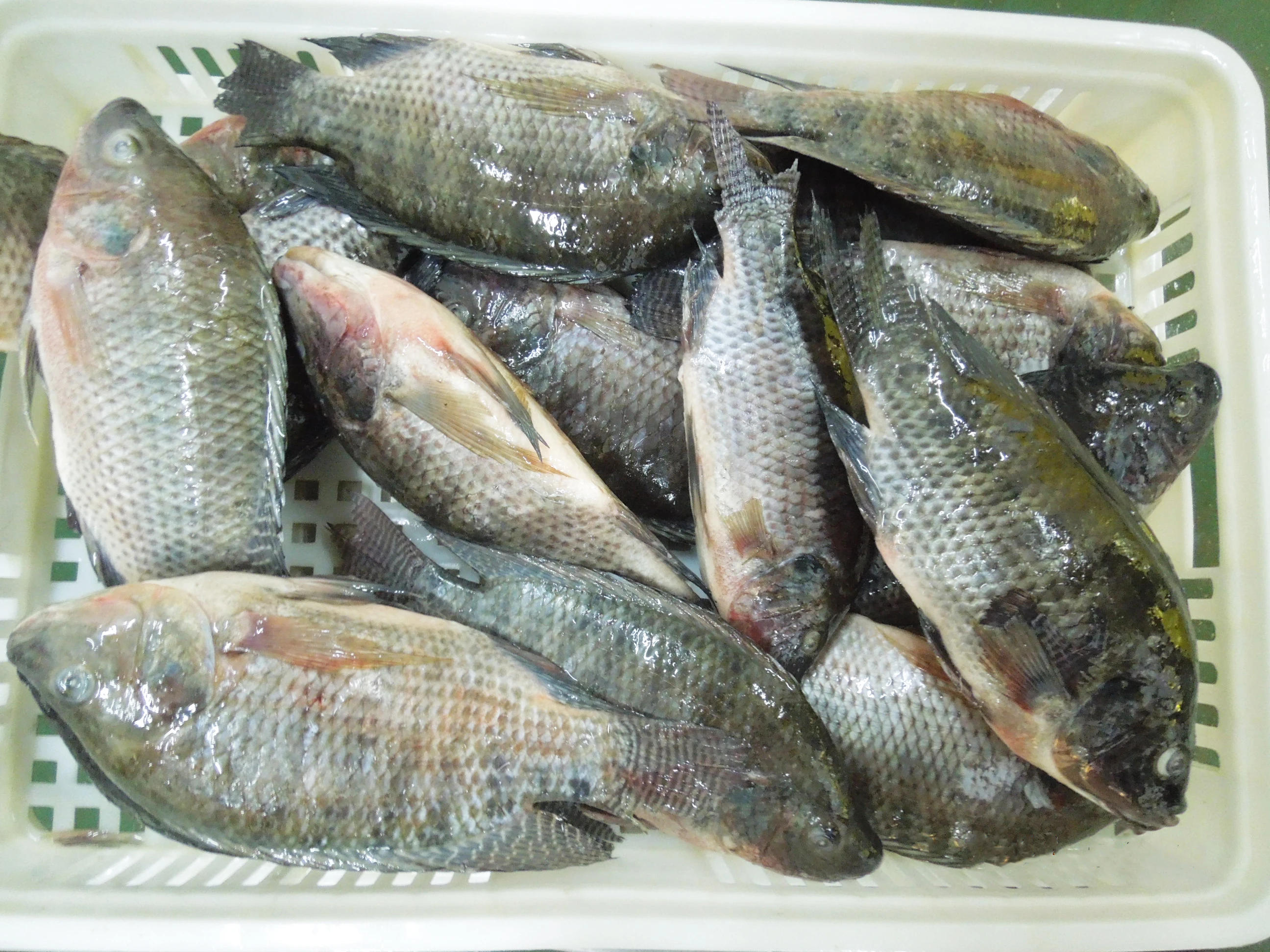 Top Ten Suppliers of Alive Tilapia Fish Frozen Tilapia Whole Round with Competitive Price and Stable Supply