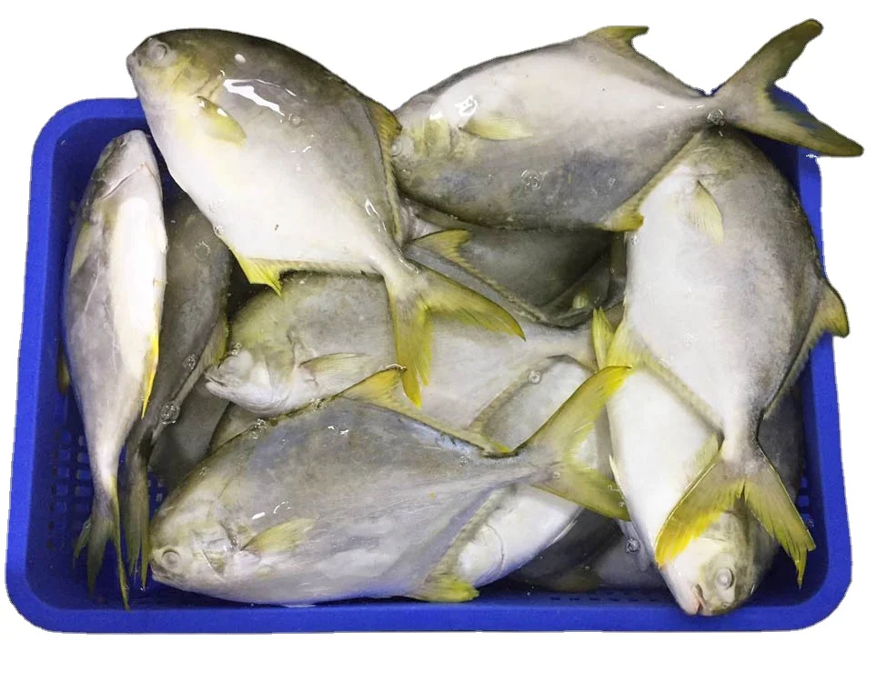 Frozen Golden Pomfret Golden Pompano Available with every size