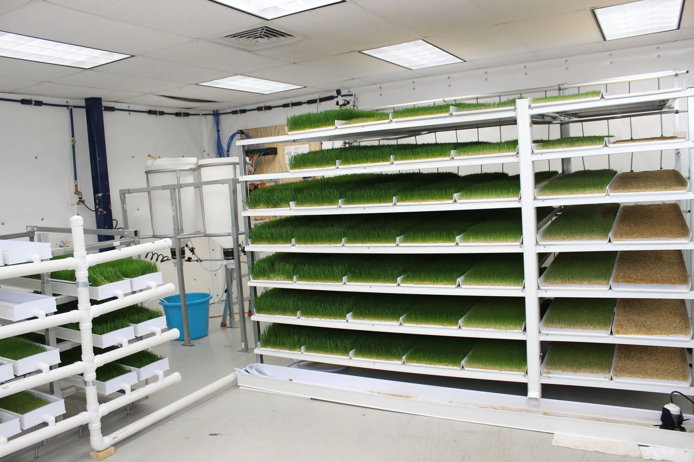 Hot Sale Barley Vertical Fodder Growing Shelf Hydroponic Fodder Grow System For Animals