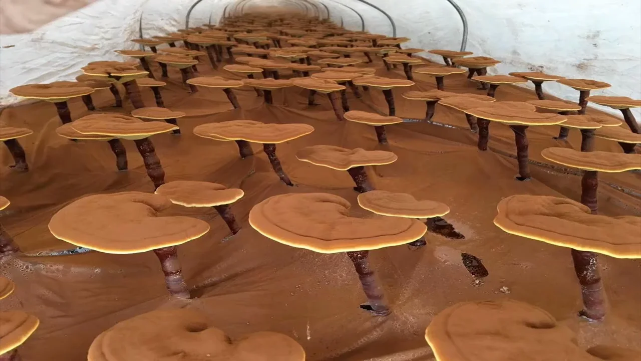 good taste sachet reishi black instant coffee for distributors