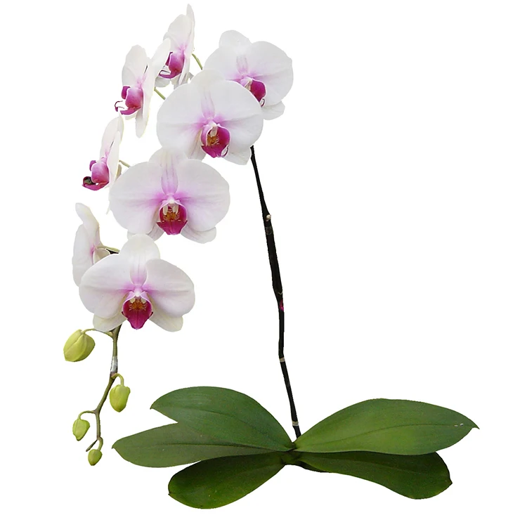 
live phalaenopsis orchid plants for wholesale 