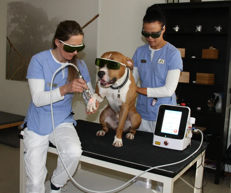Best sale veterinary laser portable medical equipment for horse