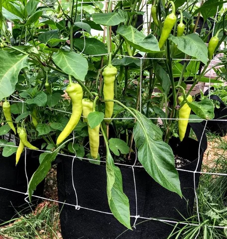 12 шт. в комплекте 5-галлонная бутылка растительного цветок растение растет сумки с ручками