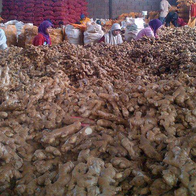Сельскохозяйственная продукция свежие Имбирные травы товары для здоровья хит продаж
