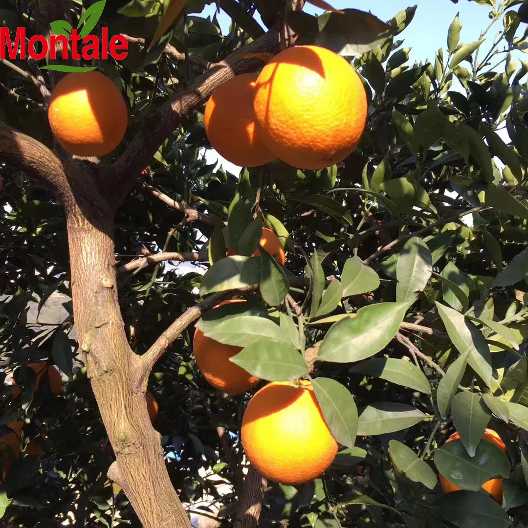 south africa orange newhall orange new market fresh oranges price in south africa ca