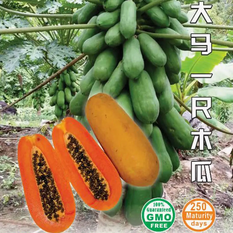 Premium Grade Tropical 1 Foot Papaya Seeds Hybrid Fruit Wholesale Best Price Malaysia In Bag