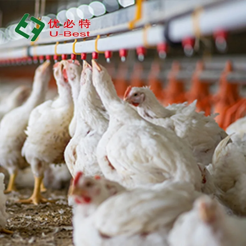 Good Quality Advanced Design Complete Poultry Farm Automatic Broiler Chicken  Poultry Farming Equipment