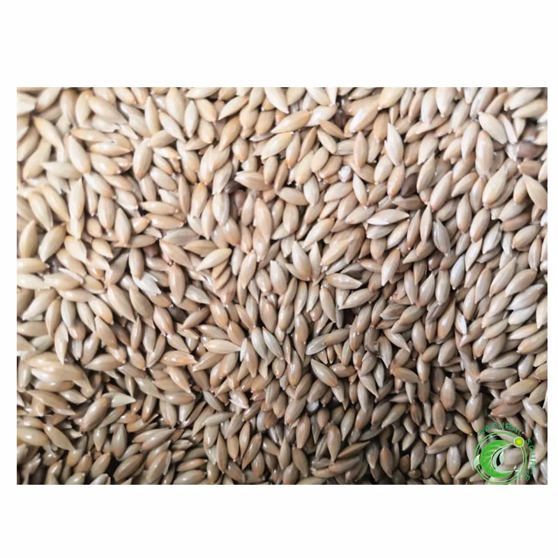 Pure Natural Canary Seeds For Birds Food