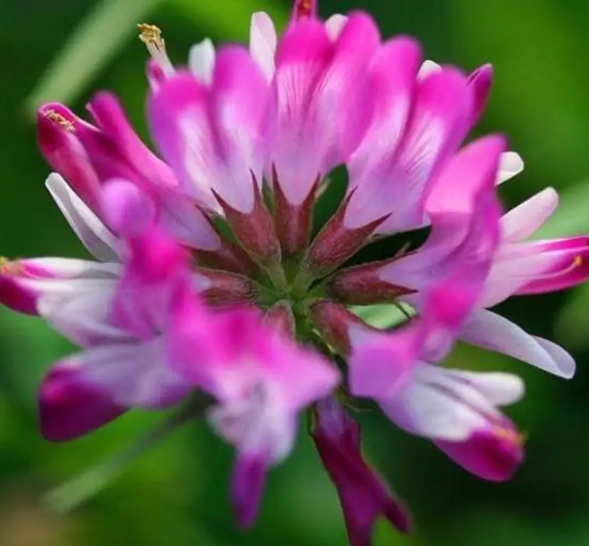Zi yun ying purple flower seed Astragalus sinicus L seeds for sale