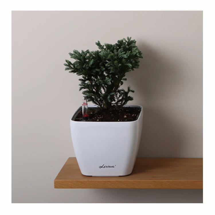 Western-Style Small Decorative Plastic Flowerpot Mini Lazy Herb and Succulent Plant Pot for Home Garden or Outdoor Living Room